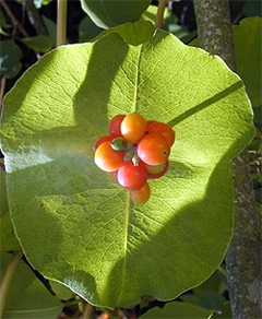   (Lonicera prolifera), ,   woodlandrosegarden.com