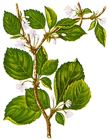   (Schizandra chinensis), ,   www.fito.nnov.ru