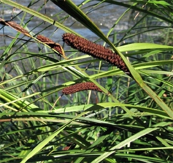 Осока острая, острая осока (Carex acuta), фото фотография