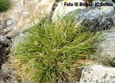 Осока буроватая, буроватая осока (Carex brunnescens), фото фотография