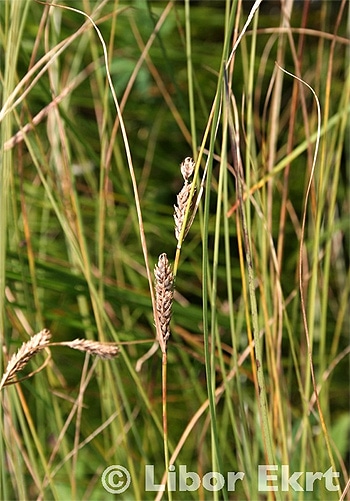  ,   (Carex lasiocarpa),  
