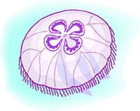 аурелия, ушастая медуза, клипарт