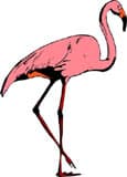 фламинго, клипарт