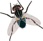 домашняя муха, клипарт