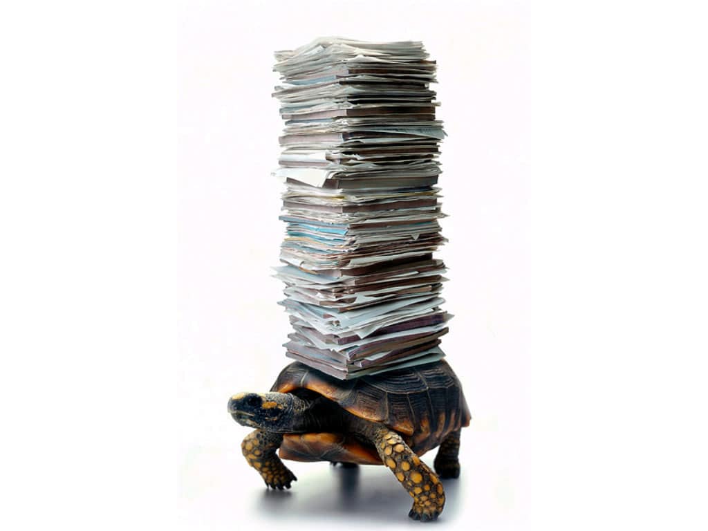 Черепаха-курьер, смешное фото прикольная картинка