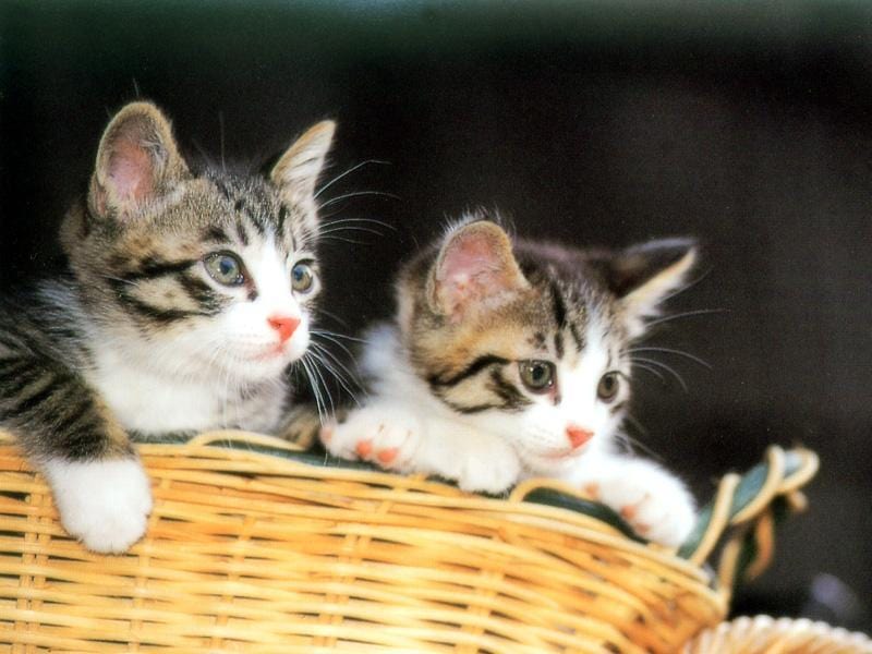 Котята в корзинке, фото фотография картинка обои 