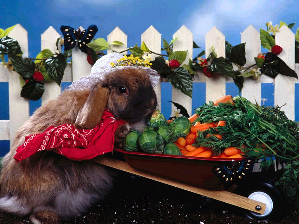 Кролик на огороде, фото фотография картинка обои 
