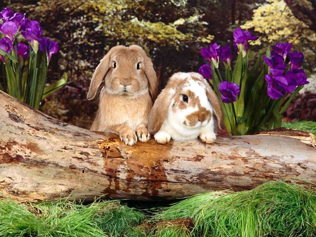 Кролики, фото фотография картинка обои 