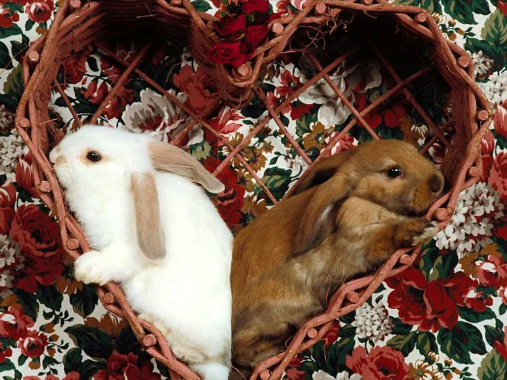 Кролики в корзинке, фото фотография картинка обои 