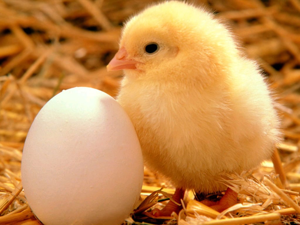 Цыпленок и яйцо, фото фотография картинка обои 