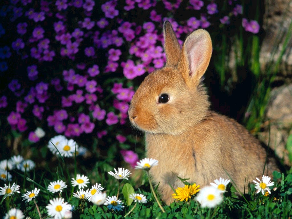 Дикий кролик в траве, фото фотография картинка обои 