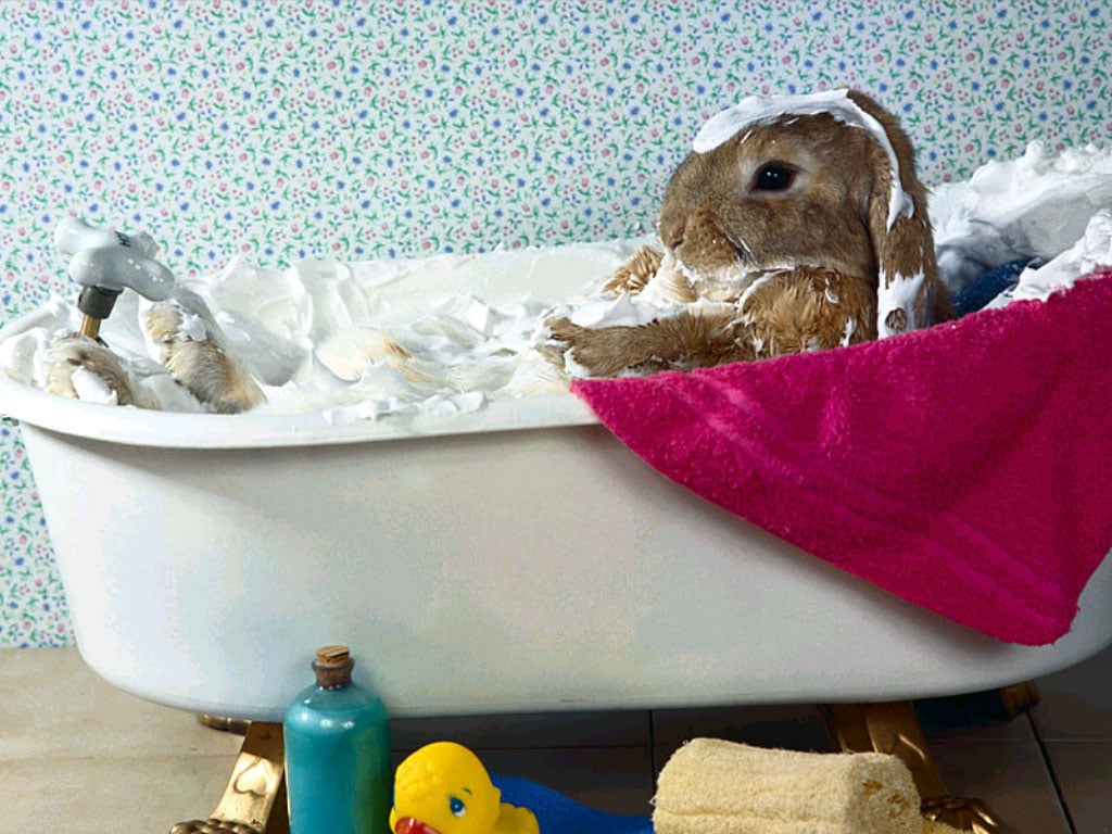 Кролик моется в ванне, фото фотография картинка обои 