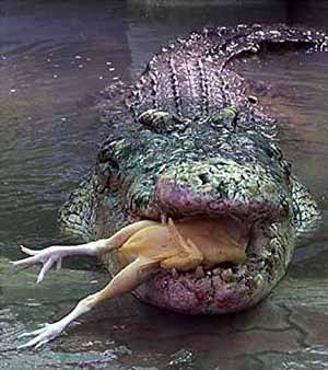 Крокодил Смешные Фото