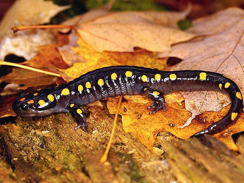   (Salamandra salamandra) ,  ,  