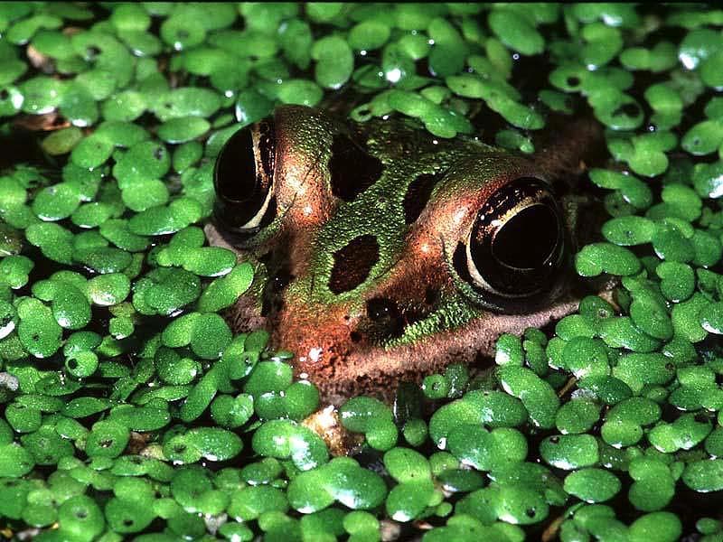 Индийская пурпурная лягушка фото