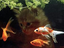 котенок и рыбки