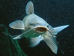 пресноводная рыба