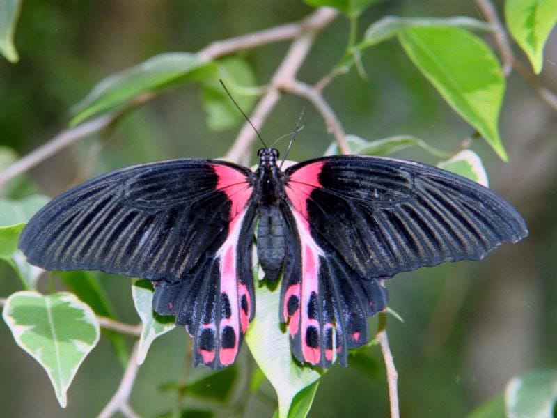   (Papilio rumanzovia),     