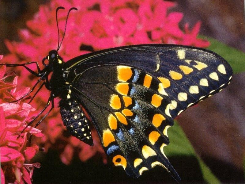 ׸   (Papilio polyxenes),     