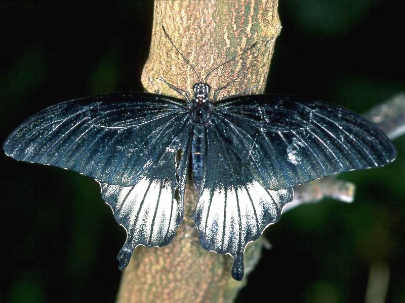   (Papilio memnon),     