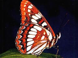 бабочка, фото