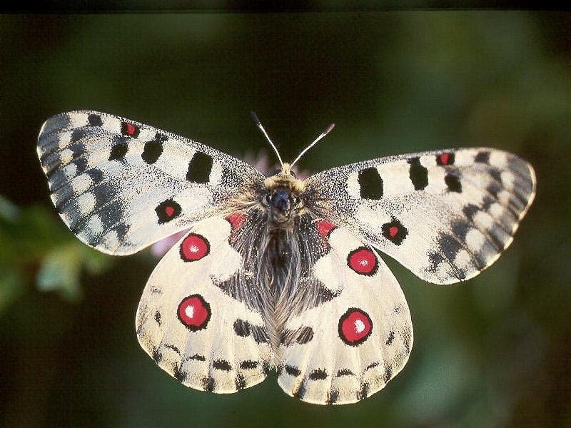 Фото бабочки из красной книги