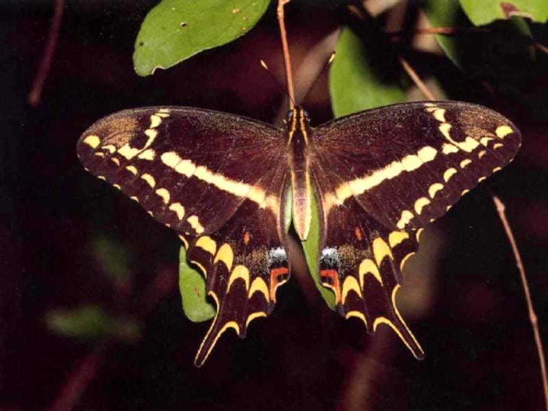   (Papilio thoas) ,  , 