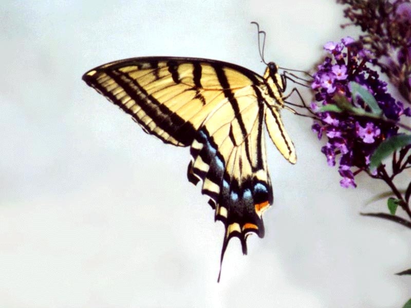   (Papilio alexanor),     