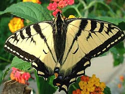 бабочка махаон парусник, фото
