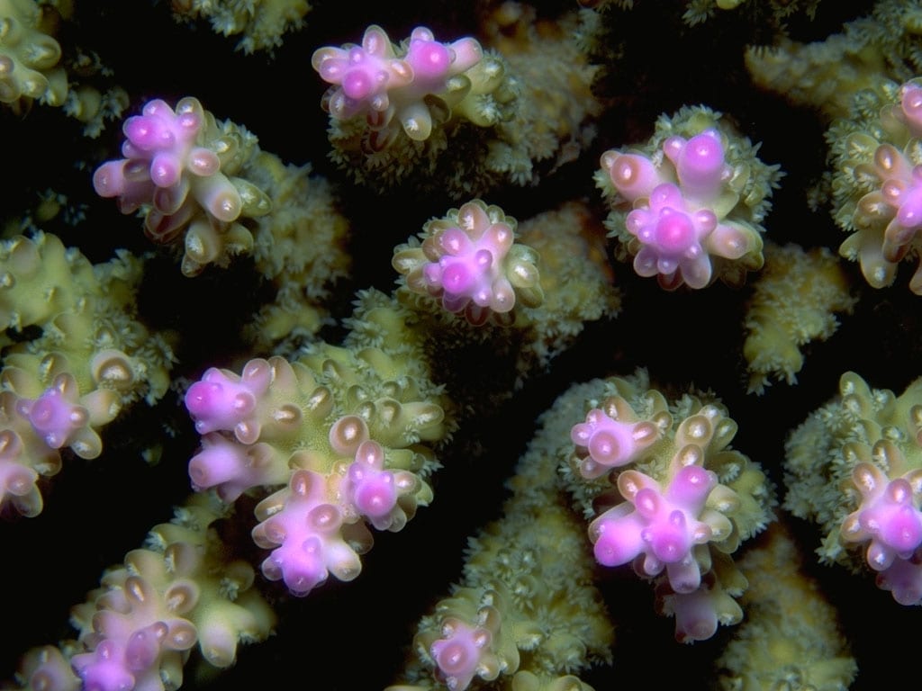Кораллы фотобои, фотография фото