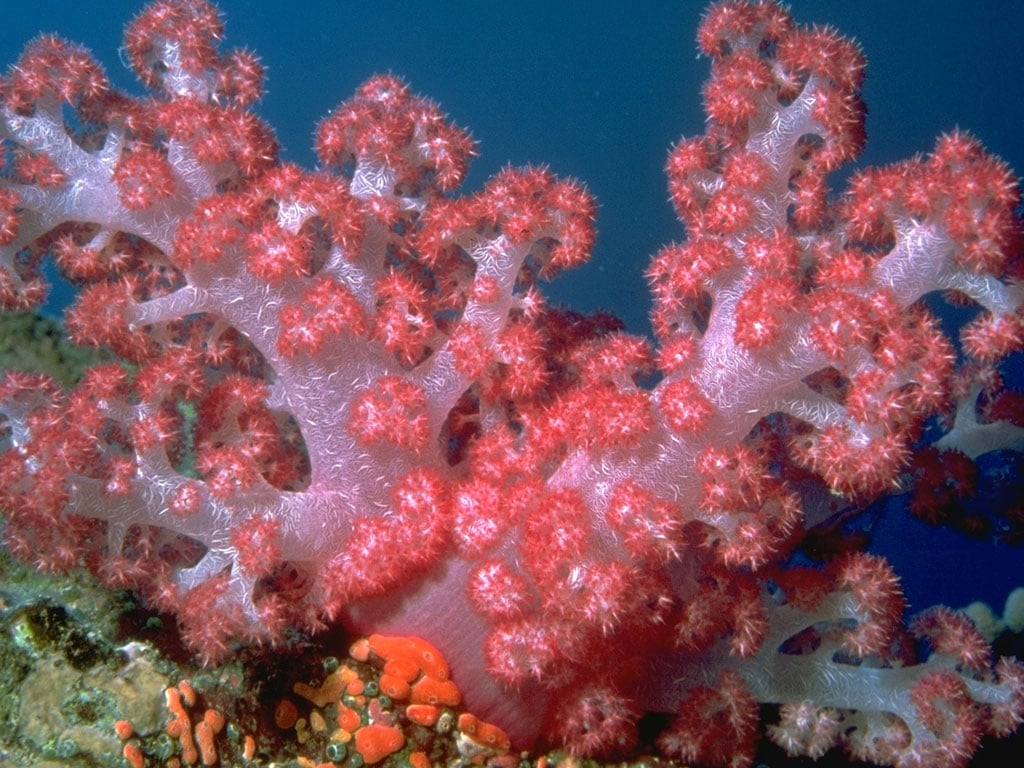 Фото кораллы для детей