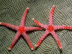 морские звезды