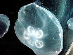 ауралия ушастая, медуза