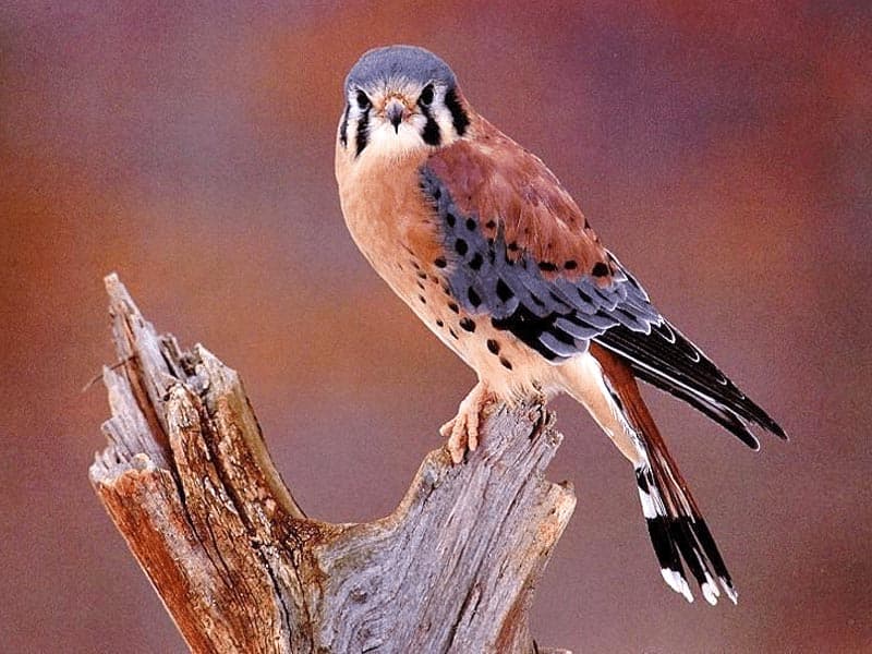   (Falco sparverius),     