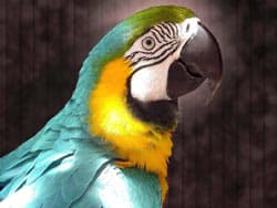 попугай ара