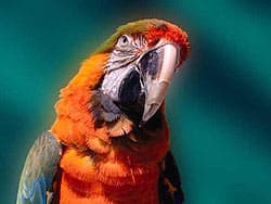 попугай ара