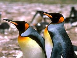 королевский пингвин
