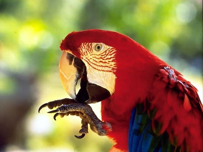 Красный ара, ара макао (Ara macao), фото фотография картинка обои 