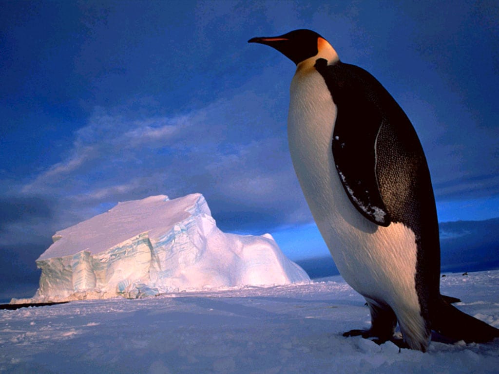 Императорский пингвин (Aptenodytes forsteri), обои фото фотография картинка