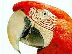красный ара