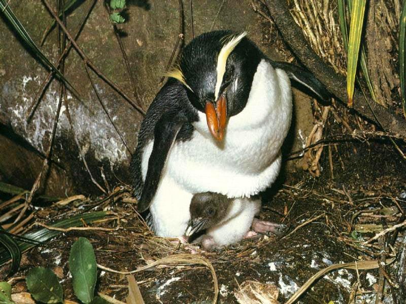 Толстоклювый хохлатый пингвин (Eudyptes pachyrhynchus), фото фотография картинка обои 