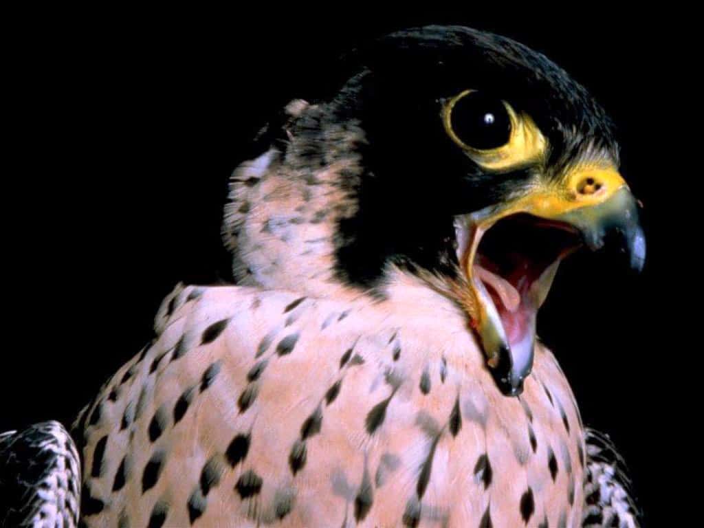 Сапсан (Falco peregrinus), фото фотография картинка обои 
