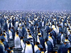 колония королевских пингвинов