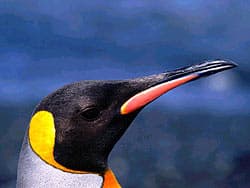 голова пингвина
