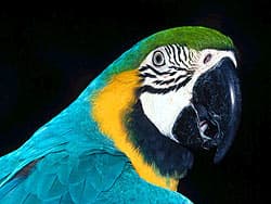 сине-желтый попугай ара