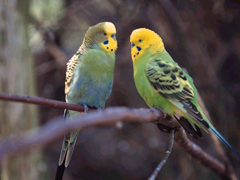 Волнистые попугайчики (Melopsittacus undulatus), фото фотография картинка обои