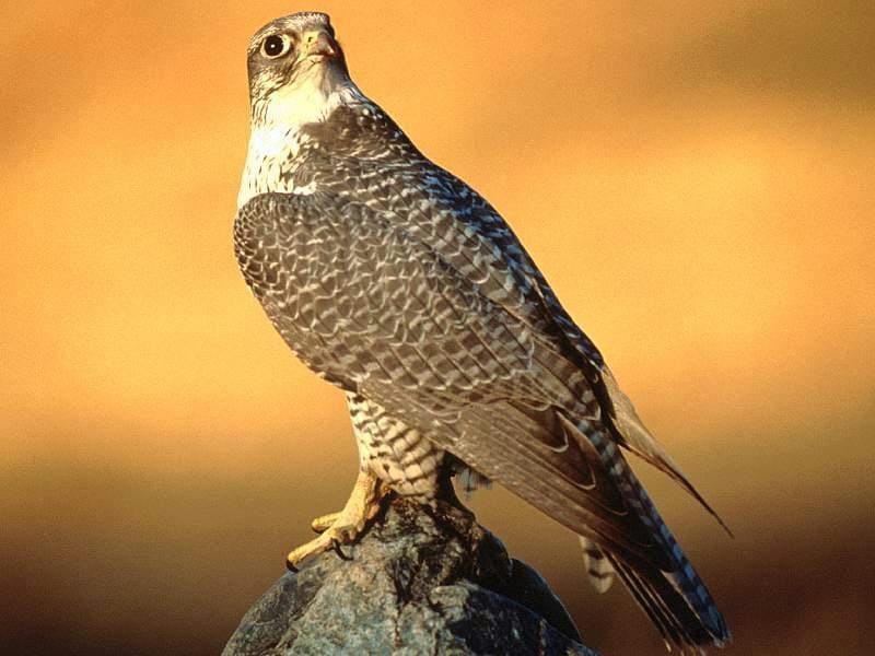   (Falco peregrinus),    