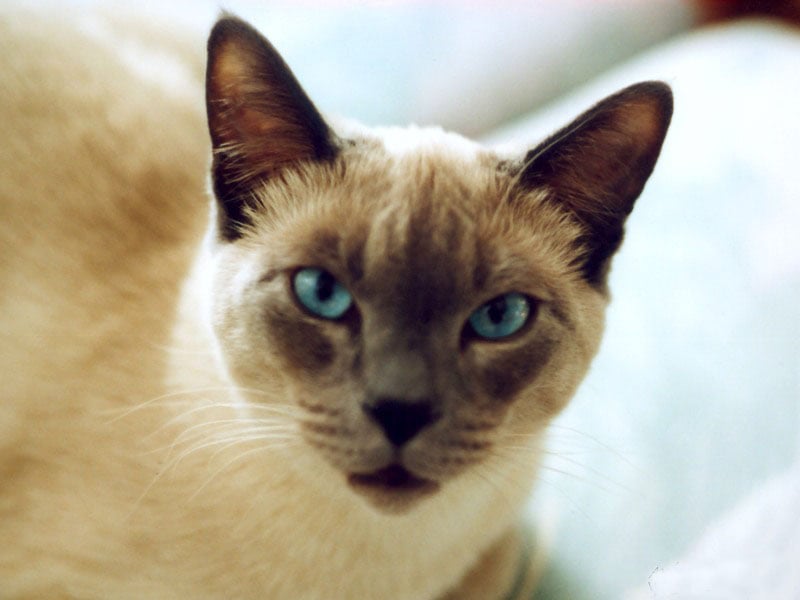 Тайская кошка, фото фотография картинка обои 
