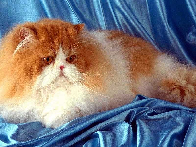 Персидская кошка, фото фотография картинка обои 