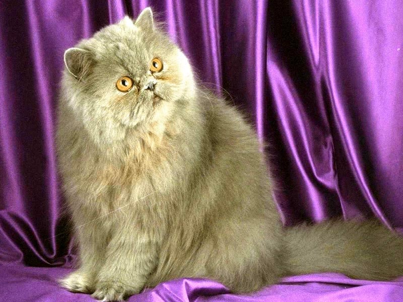 Серая персидская кошка, фото фотография картинка обои 